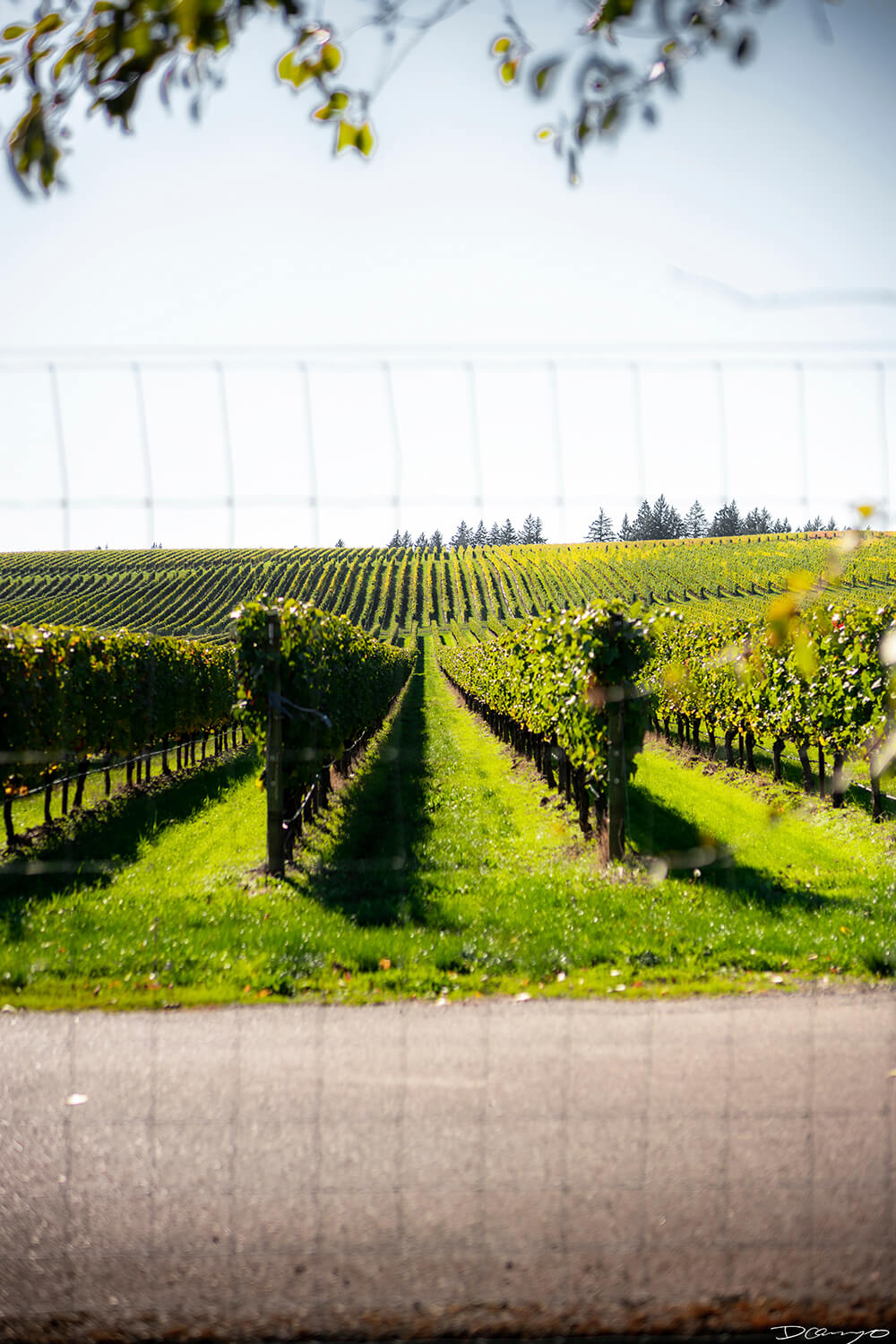 Photos with Communique Wines in McMinville, Oregon, in the Fall of 2020.